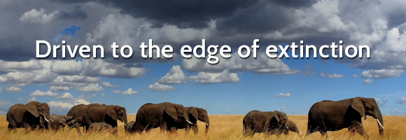 African Wildlife Foundation - AWF Elephant Poaching Email