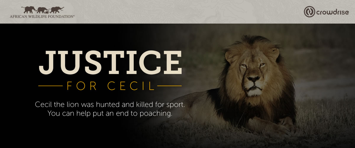 Lion  African Wildlife Foundation