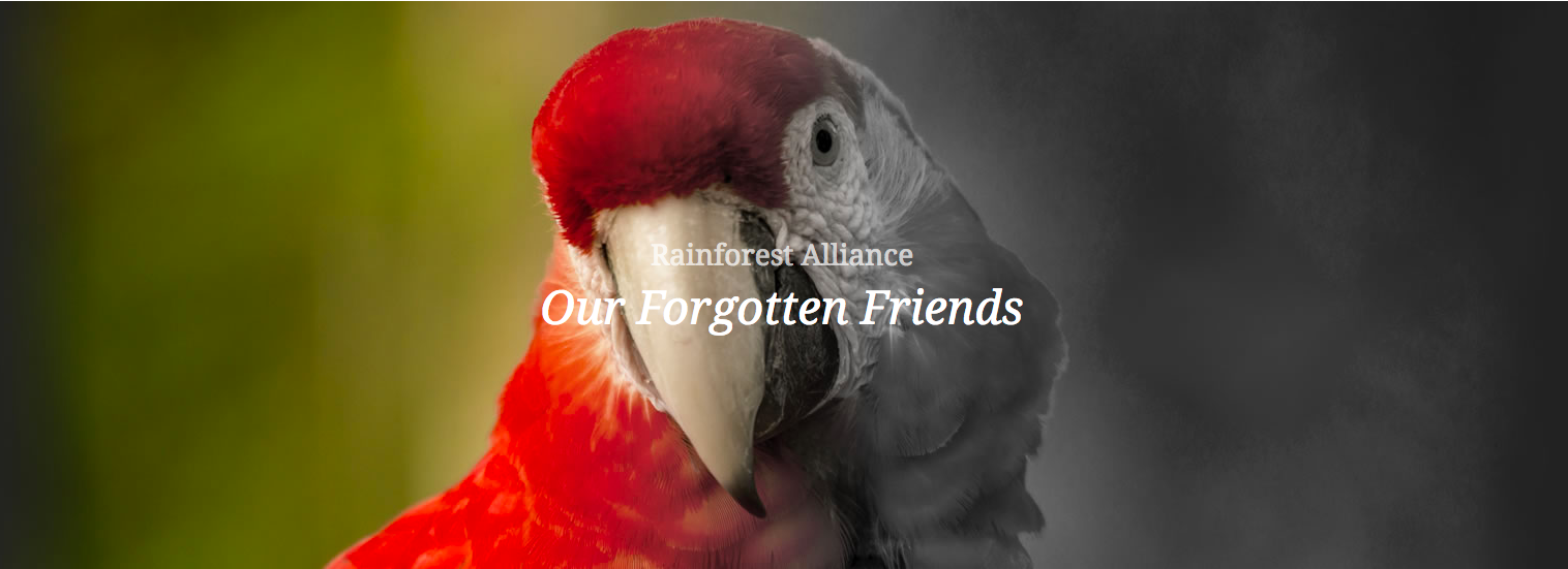 Rainforest Alliance, Our Forgotten Friends