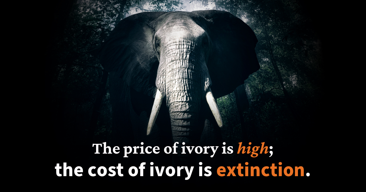 The price of ivory is high; the cost of ivory is extinction.