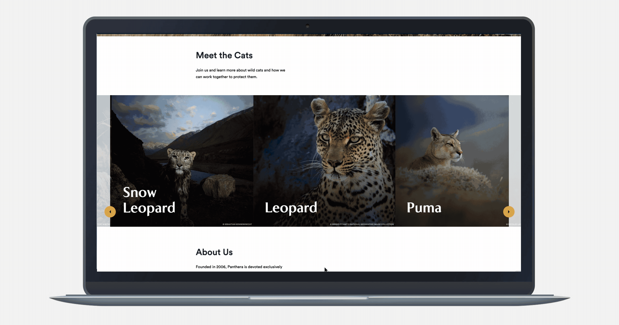 Panthera Website mockup